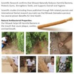 Pack of 12 Miswak Sticks Natural Toothbrush for Teeth Whitening, Oral Health & Fresh Breath, Siwak Stick Organic Wooden Vacuum Sealed Tooth Brush, Miswak Sticks for Teeth مسواك - Image 8