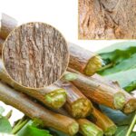 GOSHAN Neem Datun Sticks for Teeth | 100% Natural, Eco-Friendly & Organic Toothbrush | 15-Sticks - Image 4