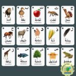 Arabic Alphabet Flash Cards for Kids Toddler and Adults, Arabic First Words, Letter Recognition, Homeschool Learning, Arabic Teacher - Image 4
