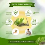 Herbal Giloy Detox Foot Patches (10 Patches) Stress Relief and Bloating Support, Body Detox Foot Patches, Night Use Herbal Wellness Patches for Relaxation Natural Ingredient, Foot Pads for Men & Women (Pack of 10 patch) - Image 6