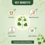 Herbal Giloy Detox Foot Patches (10 Patches) Stress Relief and Bloating Support, Body Detox Foot Patches, Night Use Herbal Wellness Patches for Relaxation Natural Ingredient, Foot Pads for Men & Women (Pack of 10 patch) - Image 8