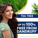 Himalaya Anti Dandruff Shampoo With Tea Tree Removes Dandruff & Soothes Sclap, 1000 ml - Image 4