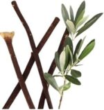 Zaitoon Olive Herbal Miswak Natural Toothbrush Sticks | Eco Friendly Chewing Sticks | 100% Natural Toothbrush for Adults | Pack of 5 - Image 2