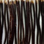 Weinbux Zaitoon Olive Herbal Miswak Natural Toothbrush Sticks | Eco Friendly Chewing Sticks | For Teeth Gums and Tongue Cleaner | Healthy Manual Toothbrush | Pack of 3 - Image 3