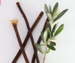 Zooberary Zaitoon Olive Herbal Miswak Natural olive stick for, Adult Toothbrush Sticks | Datun Chewing Sticks | Healthy Eco Friendly Toothbrush | Pack Of 8 - Image 4