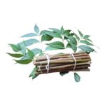 Ayurvedic Natural Organic Neem Datun Toothbrush, Twigs Chew Sticks for Brushing Teeth Removes Bad Breath, Relieve Tooth Ache, Healthy Collected in The Wild. (Pack of 40) - Image 4