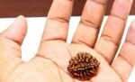 2/ Two Mukhi Rudraksha Lab Certified Original Pure Siddha in Handmade Tassel, Indian Beads, Size 18-24mm, Color-Brown (2 Mukhi Rudraksha) - Image 2