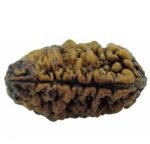 2/ Two Mukhi Rudraksha Lab Certified Original Pure Siddha in Handmade Tassel, Indian Beads, Size 18-24mm, Color-Brown (2 Mukhi Rudraksha)